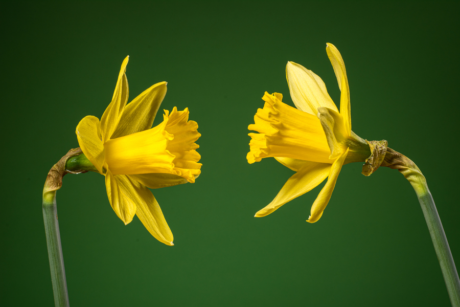 Titelbild Ausstellung ›Blumen im Studio‹